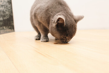 Lazy British Shorthair Cat. The British Shorthair with blue gray fur
