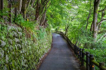 The path through the forest to Daihikaku Senkoji Temple in Arashiyama district, Kyoto.