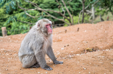 Portrait detail with Japanese macaque or snow monkey in Arashiyama Park, Kyoto.