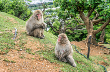 Family of wild Japanese Macaque or snow monkeys in Arashiyama Japan.