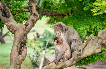 Family of wild Japanese Macaque or snow monkeys in Arashiyama Japan.