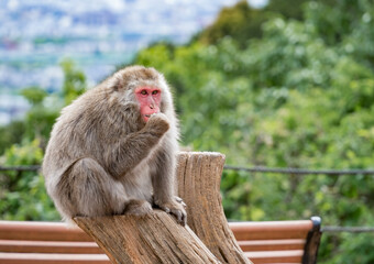 Portrait detail with Japanese macaque or snow monkey in Arashiyama Park, Kyoto.