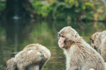 Portrait detail with Japanese macaque or snow monkey in Arashiyama Park, Kyoto.