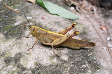 Hedge Grasshopper stays still on the floor. Insect species Valanga irregularis is seen resting on a cement floor. Agricultural pest insects. Macrophotography of animals in the wilds