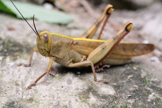 Sideview closeup of Hedge Grasshopper. Insect species Valanga irregularis is seen resting on a cement floor. Agricultural pest insect. Macrophotography of animal in the wilds