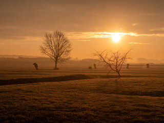 Trees at floodplains golden hour mist sunset