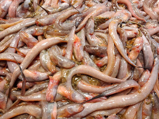 Sea fish, brightly colored sea fish