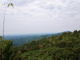 Aerial top view forest tree, Rainforest ecosystem and healthy environment concept and background, Texture of green tree forest view from above