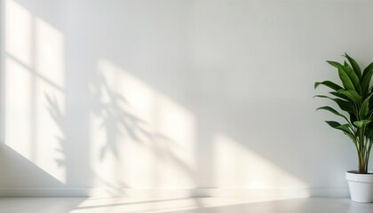 Obraz premium Empty room interior with soft sunlight streaming through window. Blurred foliage shadows gracefully trace white wall. Single houseplant sits in white pot. Minimalist design natural light, foliage.