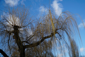 Willow tree in park - winter season