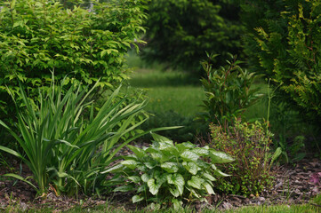 Mixed border in summer garden: Euonymus alatus (Burning Bush) planted with brunnera and day lily. Beautiful plant combination for natural garden