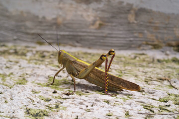 Hedge Grasshopper stays still on the floor. Insect species Valanga irregularis is seen resting on a cement floor. Agricultural pest insects. Macrophotography of animals in the wilds