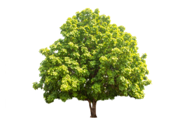 Green tree isolated on transparent background with clipping path, single tree with clipping path and alpha channel. foliage in summer. full frame camera shoot for high resolution picture.