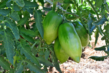 Green plum Tomatoes on the Vine in the garden close up 