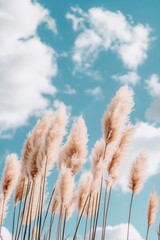 A row of pampas grass swaying gently in the breeze against a blue sky background