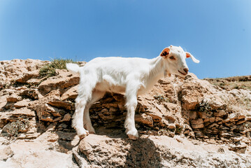 Mountain goat cubs grazing outside, cute farm animals