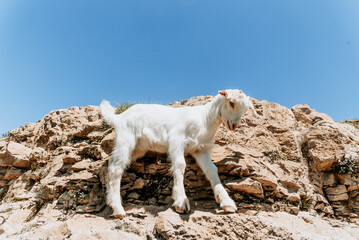 Mountain goat cubs grazing outside, cute farm animals