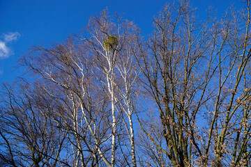 Obraz premium Close-up on trees in park in winter
