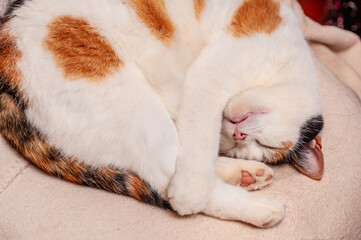 Calico cat curled up sleeping on a soft beige surface