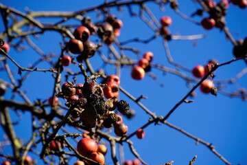Red rowan berries on a tree in winter