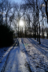 Sun shining through trees in park and casting shadows