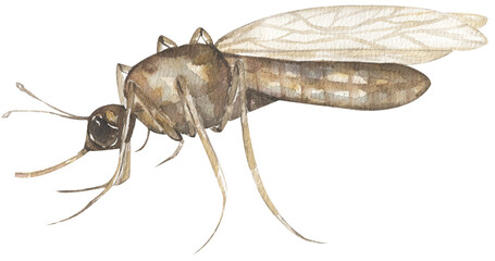watercolor hand drawn mosquito illustration, children educational clipart, graphic insect life growth print