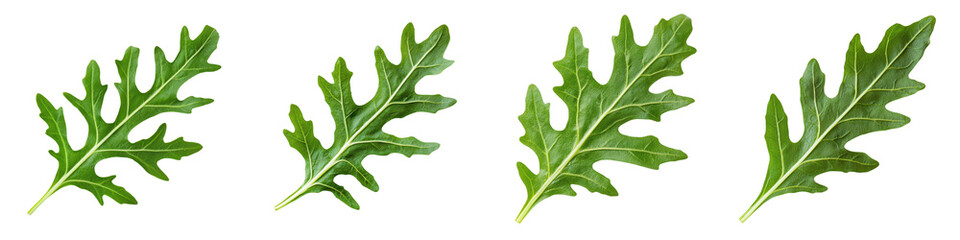 Fototapeta premium Vibrant Green Oak Leaves in Natural Environment