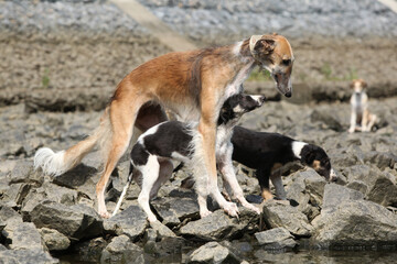 Amazing borzoi with its puppy standing on rocks