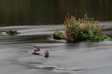 Island In the stream