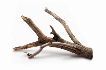 dry dead branch isolated on white background with clapping path full of depth 