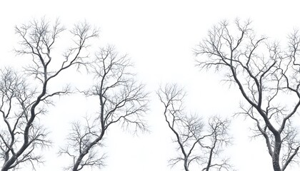 Obraz premium Bare Winter Trees Against White Sky Background