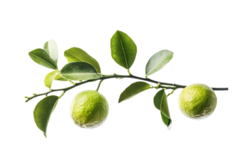 Limes on Branch Abstract Green Background,