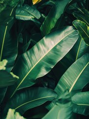 Obraz premium Vibrant Tropical Leaf Plant