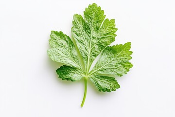 Single green leaf, studio shot, white background, food recipe