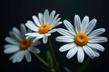 Delicate petals of fading Shasta daisies on dark background, fall, nature, daisies