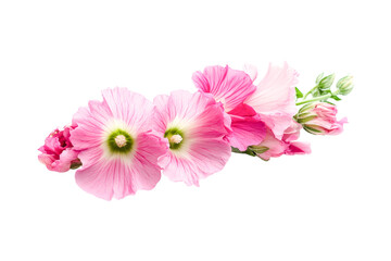 Delicate Pink Hollyhocks Floral Art Abstract Design,