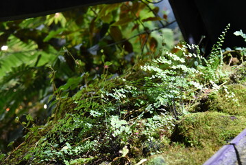 Obraz premium Orchid flower, plant, garden, tree, orchid