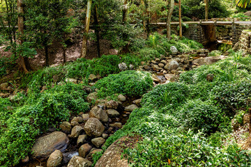 Tea plantation in the mountains of Sri Lanka