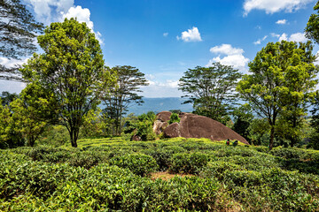 Tea plantation in the mountains of Sri Lanka