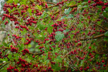 Beautiful dewdrops cling to spiderweb on vibrant berry bush, showcasing nature intricate design