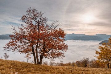 Vibrant autumn foliage adorns a tree on a mountain slope, overlooking a breathtaking vista of clouds blanketing the valley below