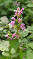 spring in the Fruska Gora national park