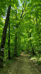 spring in the Fruska Gora national park