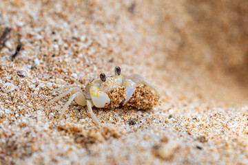 A ghost crab on the beach