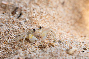 A ghost crab on the beach