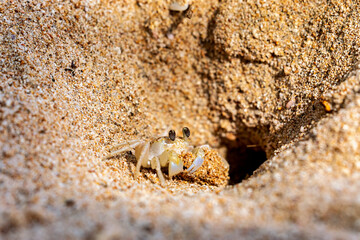 A ghost crab on the beach