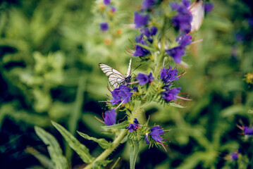 Beautiful butterfly sitting wild flower drinking nectar pollination plant insect