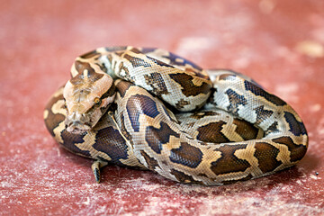 A Python on the ground