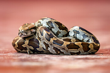 A Python on the ground