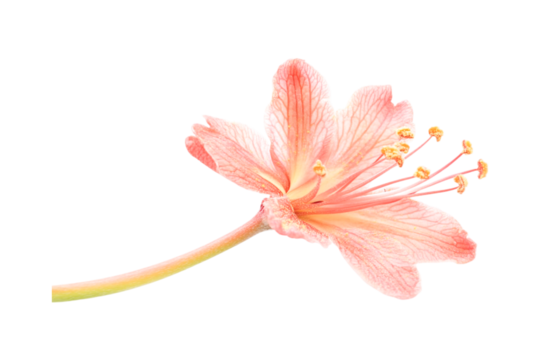 Pink flower abstract art vibrant colors nature beauty